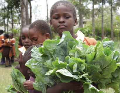 Mbagathi in Kenia, de kinderen oogsten sla