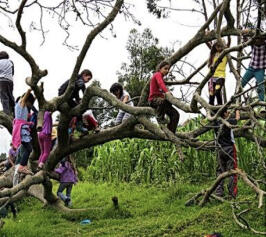 kinderen klauteren in de boom bij quito nina pacha een project van het IHF