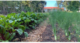 Stellenbosch Waldorf School, de schooltuin